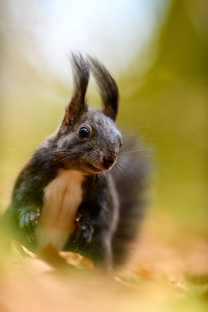 Platz 1 Robert Seitz